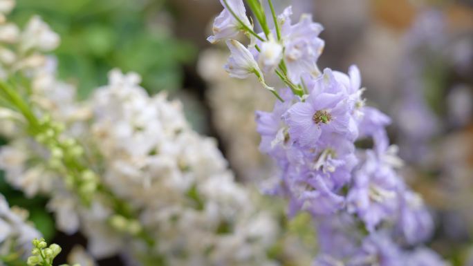 花合集梨花桃花油菜花春天漫步花海