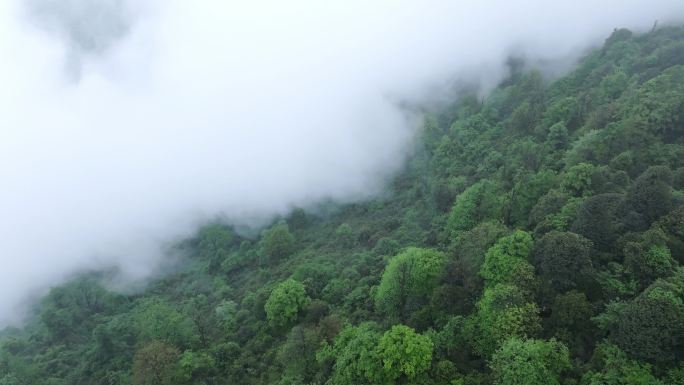 四川山地森林雾气弥漫