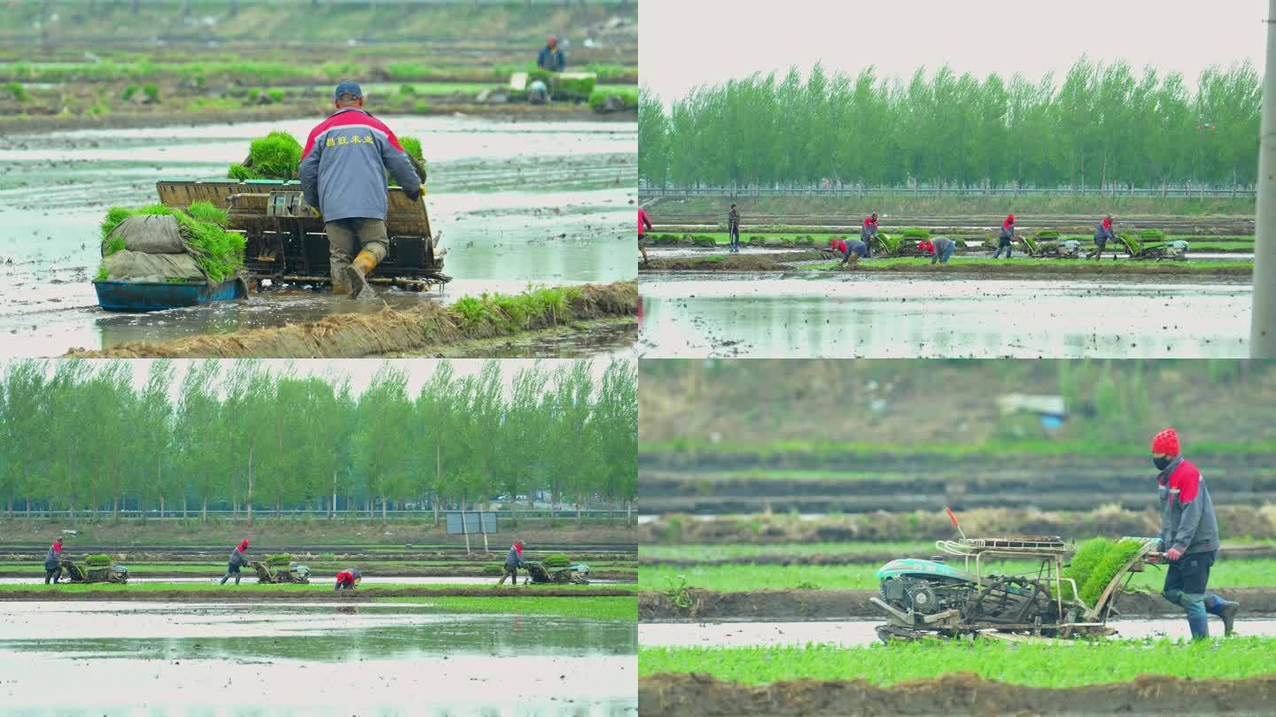 水稻种植机械插秧水稻种植农民
