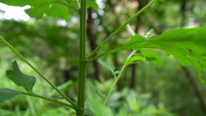 艾草 艾蒿