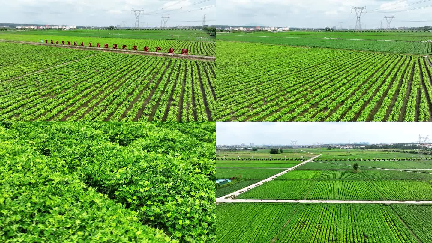 花生航拍花生种植基地现代化产业基地