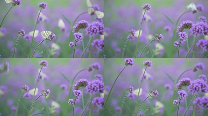 一只白色蝴蝶落在了紫色马鞭草花上采集花粉