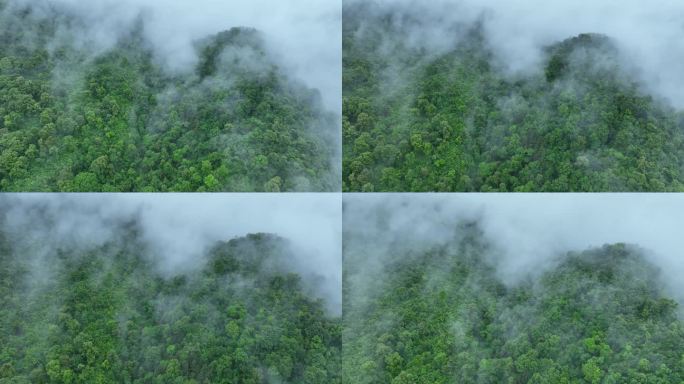 云雾森林云海树林航拍森林雨天森林俯拍树林