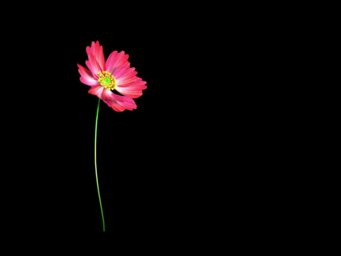 格桑花 花开 生长