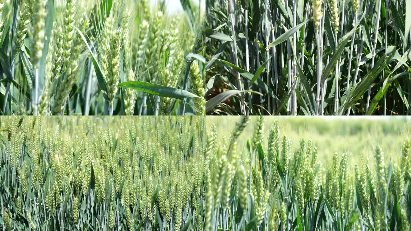小麦生长 逆光下的小麦