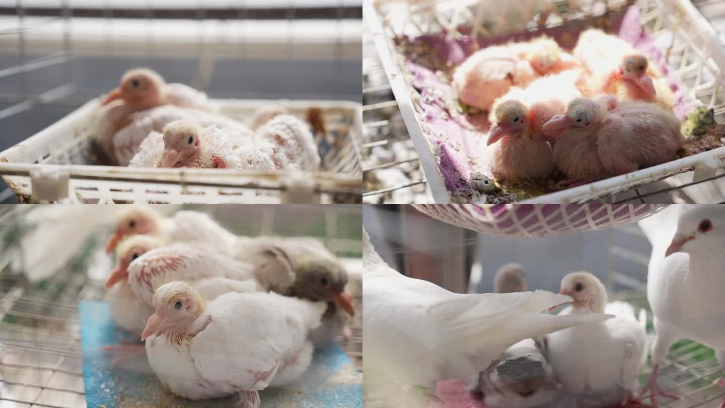 鸽场 鸽子 幼鸽  鸽子生产 养殖鸽子