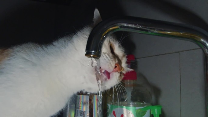 猫喝水慢动作