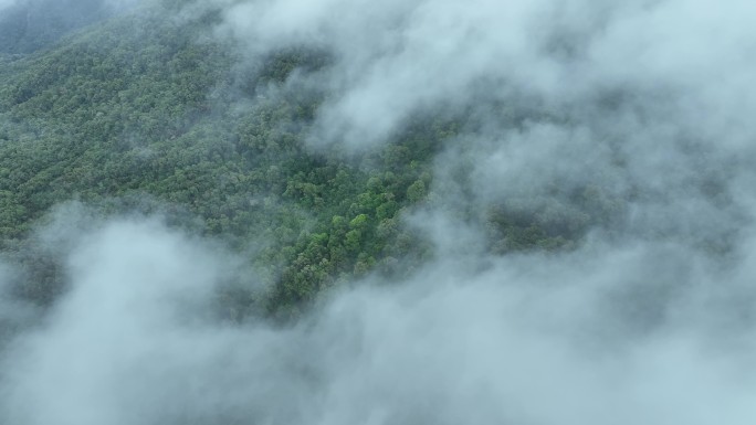 云雾森林云海树林航拍森林雨天森林俯拍树林