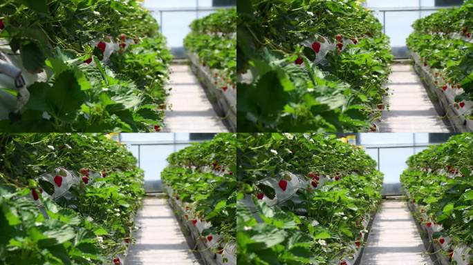 现代化塑料大棚草莓栽培，4K横屏