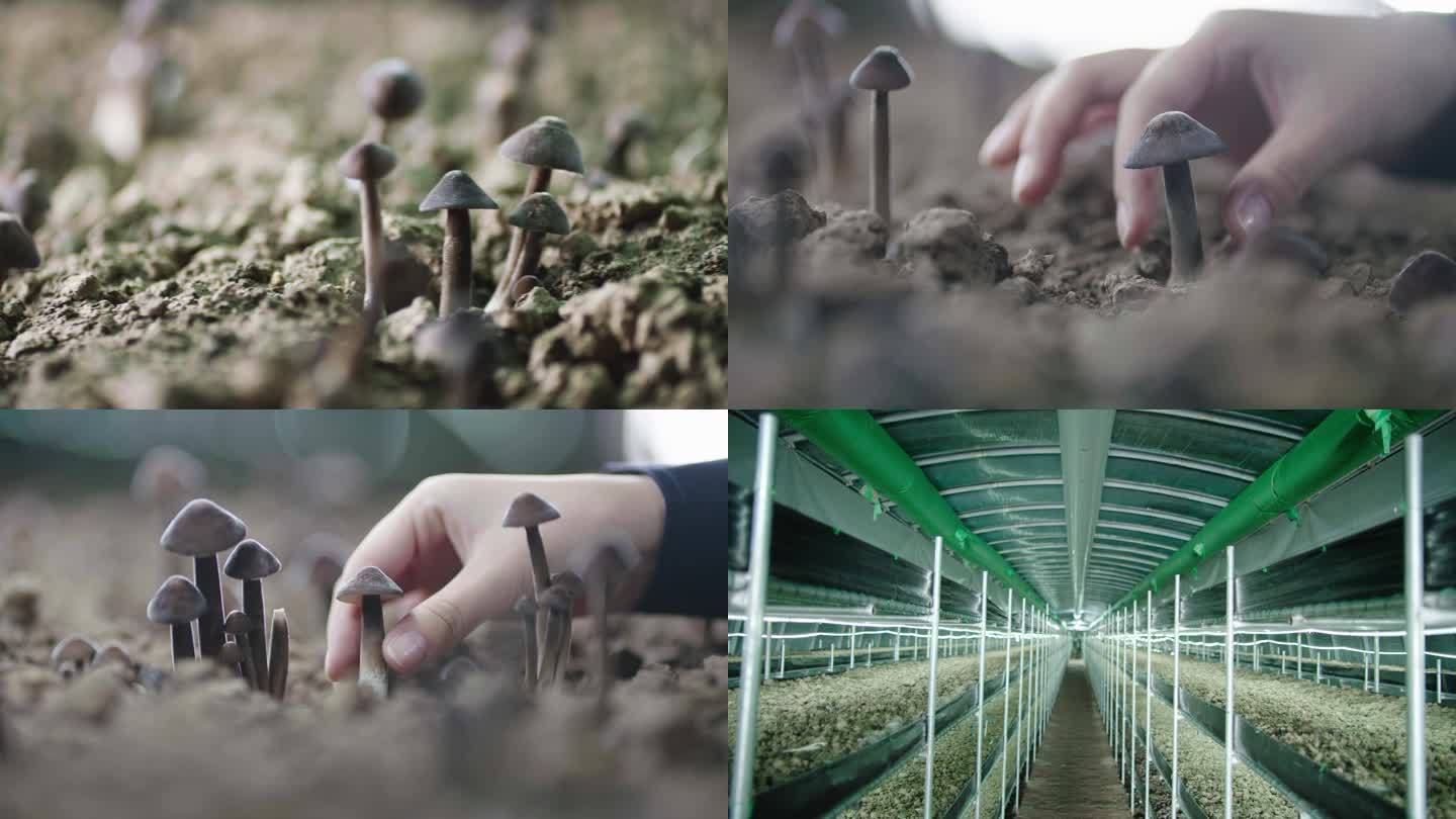 大棚蘑菇种植采摘