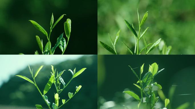 新鲜茶叶特写空镜素材