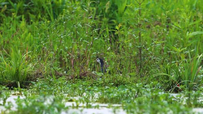 鸟森林阳光生态、南岭生态环境9种鸟合集