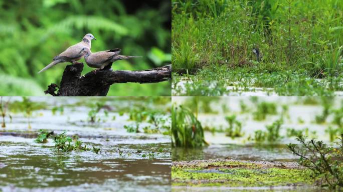 鸟森林阳光生态、南岭生态环境9种鸟合集