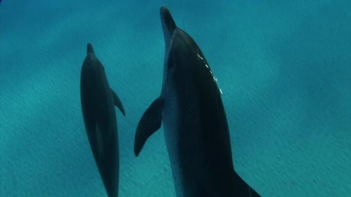 巴哈马群岛的海豚在水下游泳