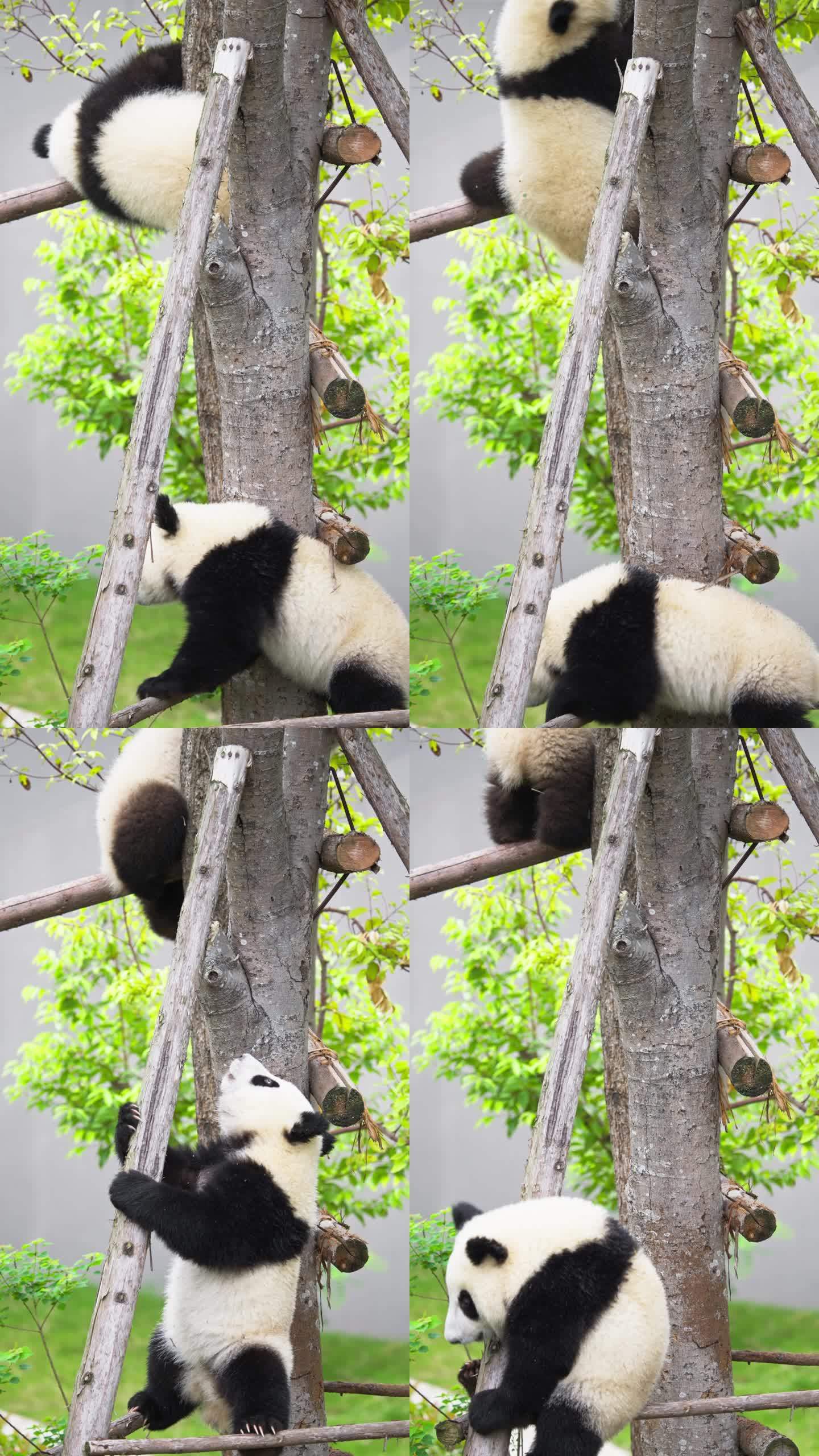 两只可爱大熊猫小崽宝宝爬树玩耍嬉戏