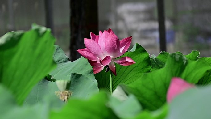 荷花02