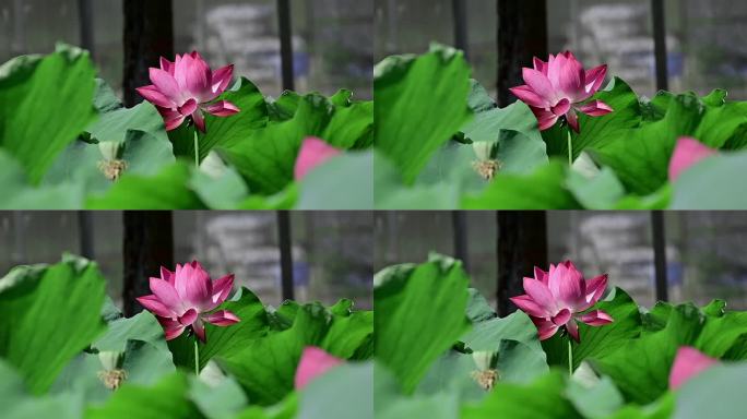荷花02