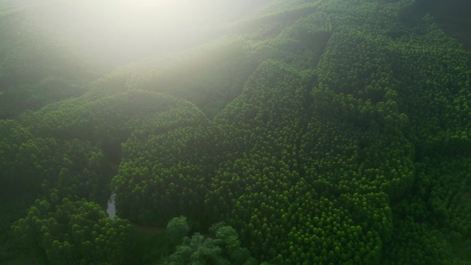 航拍森林树木桉树绿色森林航拍树木