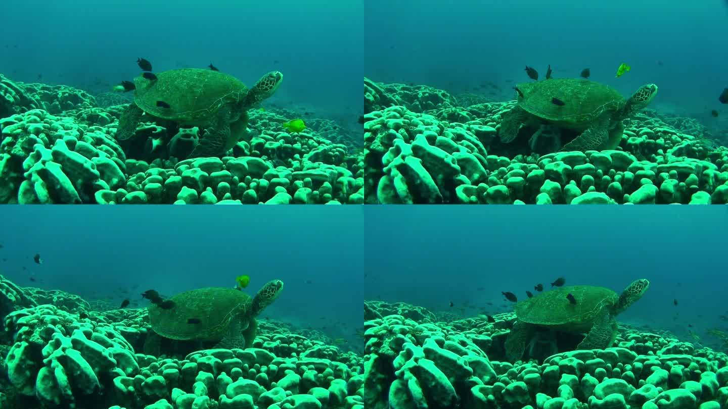 一只海龟漂浮在日本小笠原群岛的水下