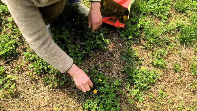 大妈挖野菜 挖小黄花 小黄花 蒲公英