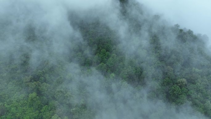 云雾森林云海树林航拍森林雨天森林俯拍树林