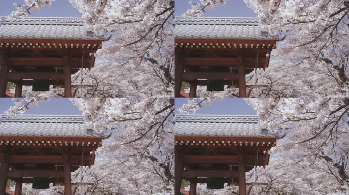 寺庙里的樱花和大钟