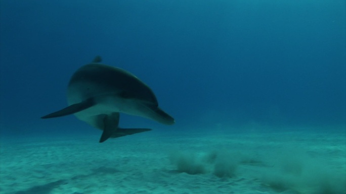 巴哈马群岛，海豚在海底寻找食物