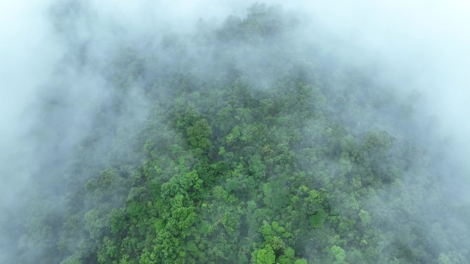 云雾森林云海树林航拍森林雨天森林俯拍树林