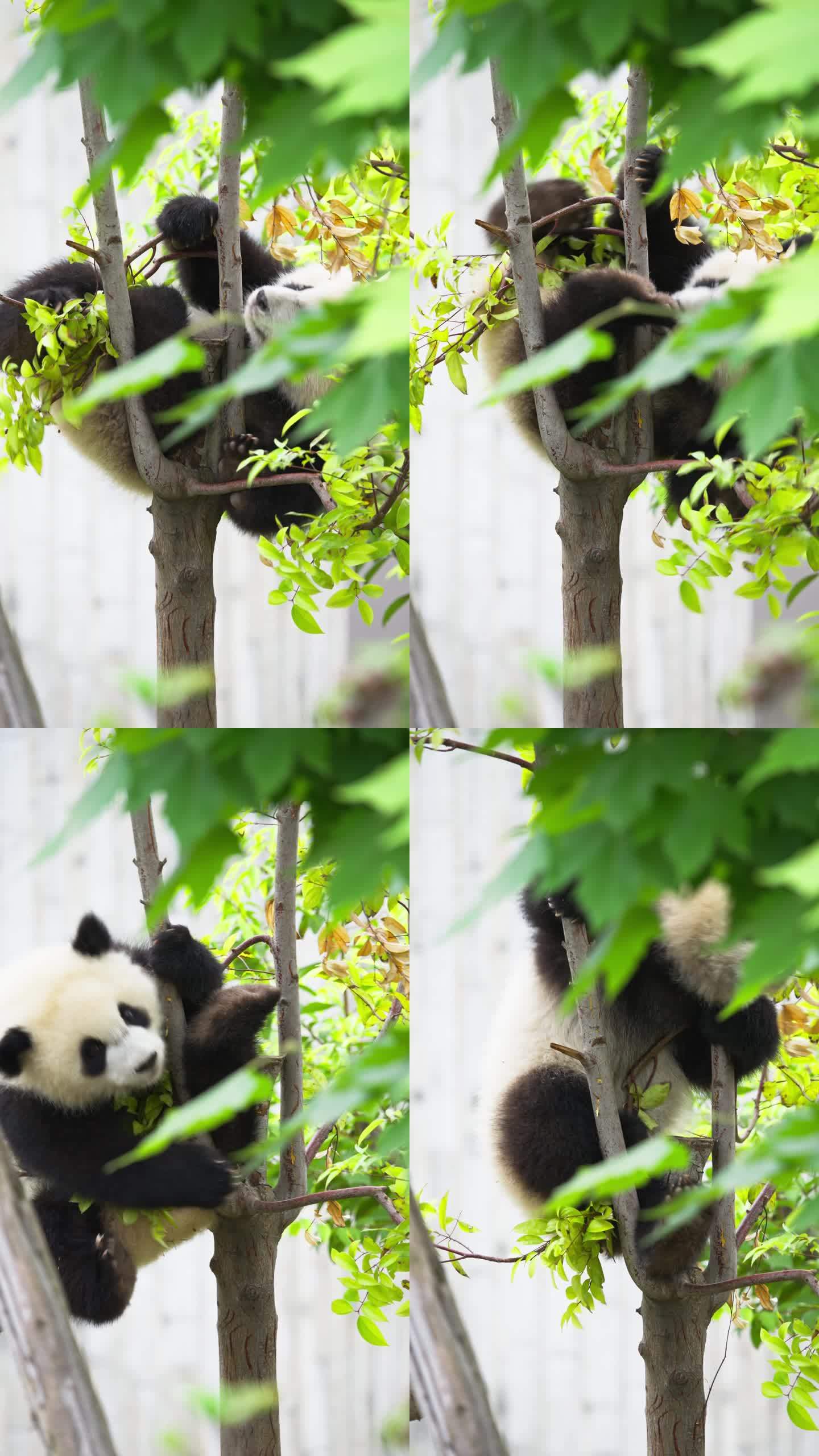 一只在树上玩耍的可爱大熊猫幼崽