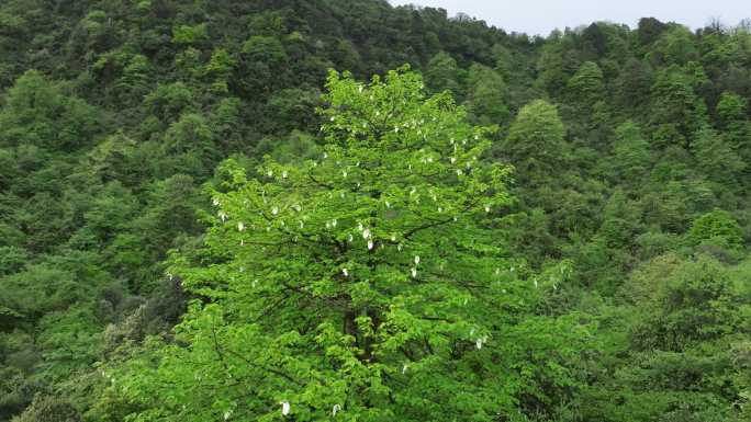 四川森林里的野生珙桐树