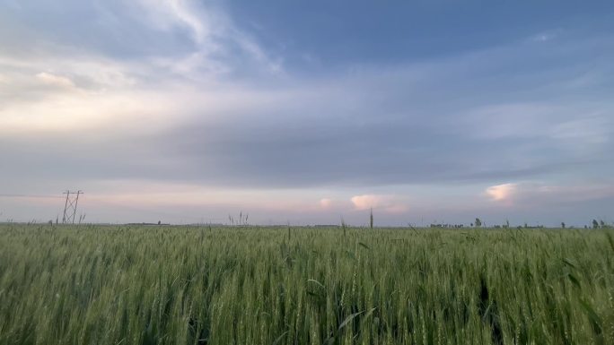绿色麦田 农村小麦