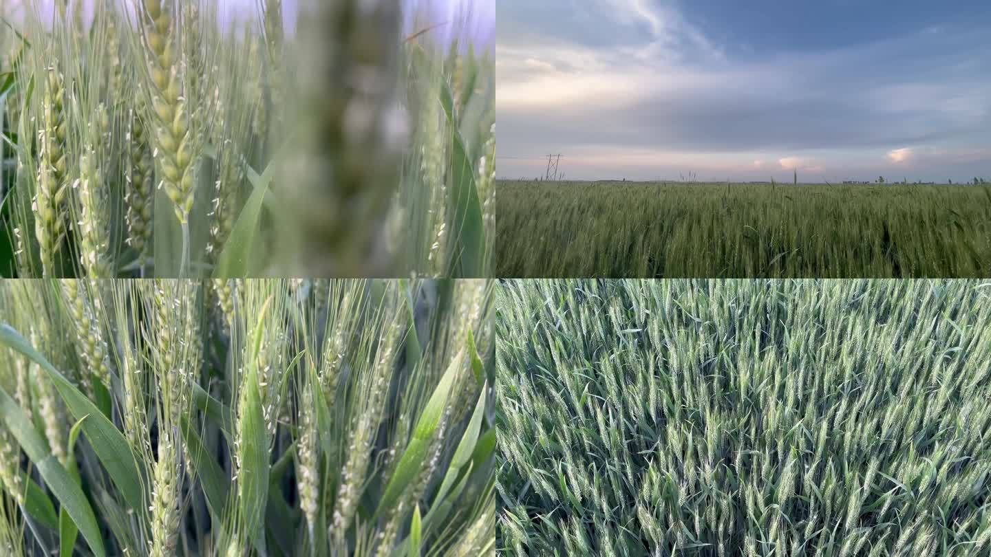 绿色麦田 农村小麦