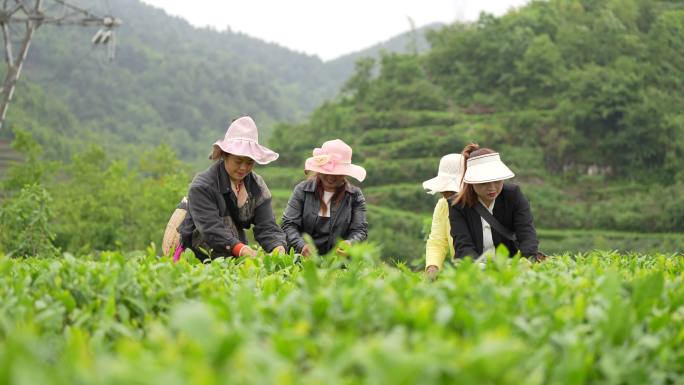 茶业 纳雍县化作乡箐上村茶叶产业