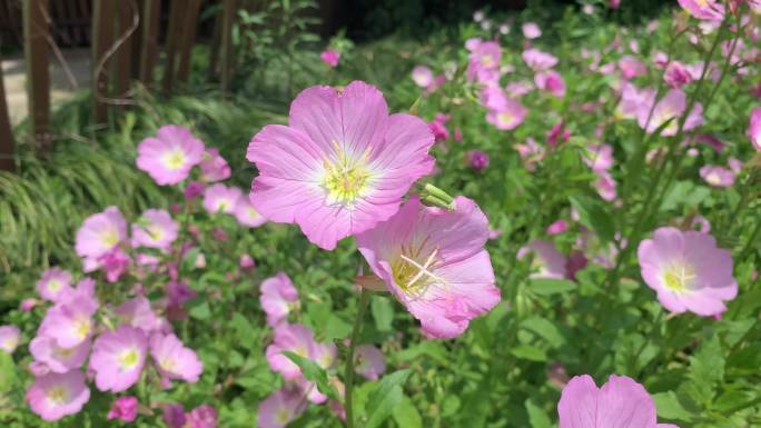 粉红田旋花牵牛花打碗花