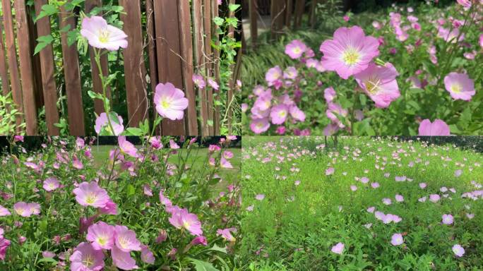 粉红田旋花牵牛花打碗花