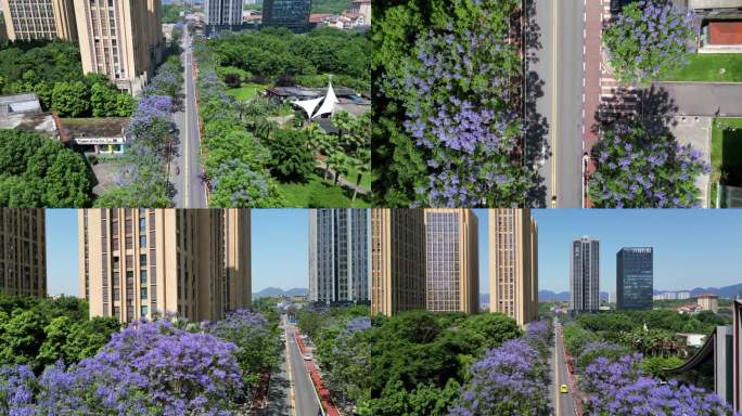 蓝花楹盛开的城市街道航拍