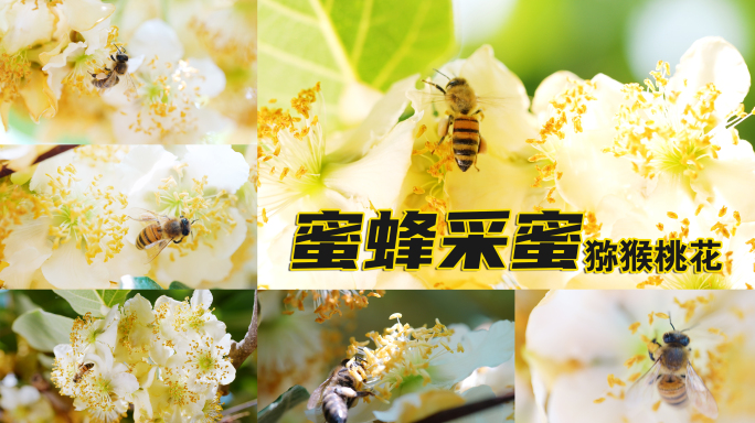 蜜蜂在猕猴桃花上采蜜