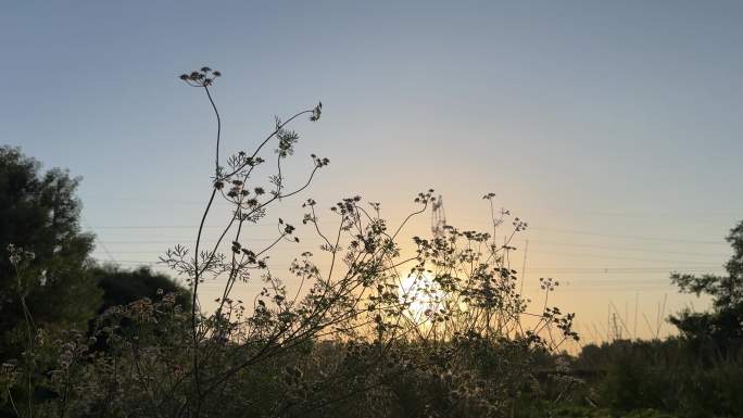 香菜开花 夕阳下的香菜 小菜园