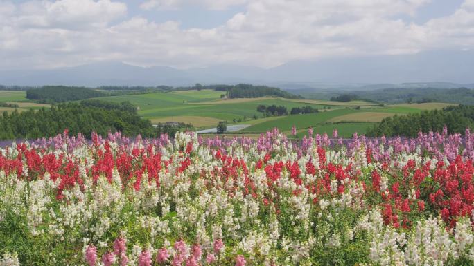日本北海道Biei的花田