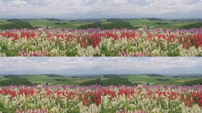 日本北海道Biei的花田