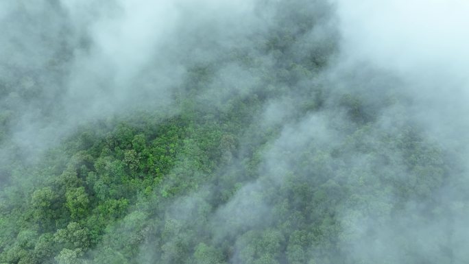 云雾森林云海树林航拍森林雨天森林俯拍树林