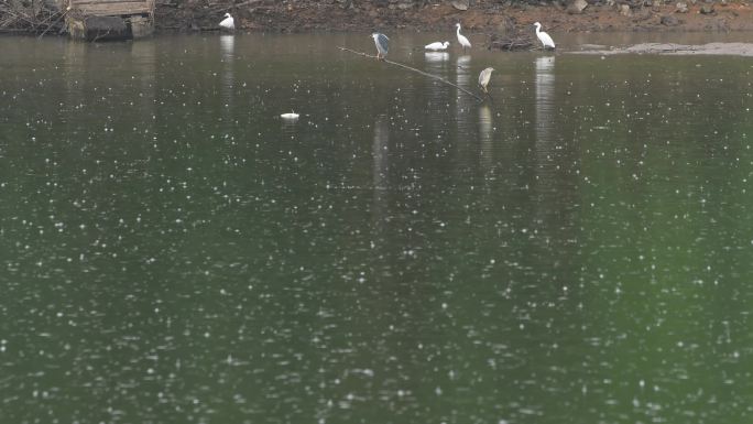 雨天白鹭在湖边觅食