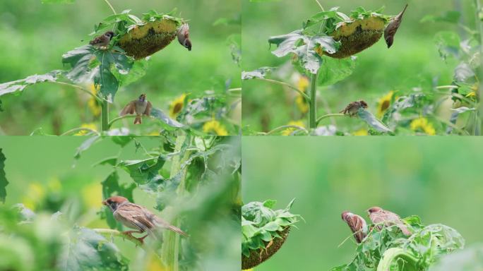珠颈斑鸠暗绿绣眼金翅雀小鸟琢吃觅食向日葵