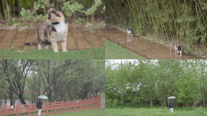 【视频】下雨天人物风景和猫咪