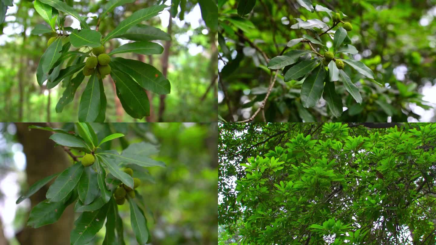 正在成长的夏季水果杨梅