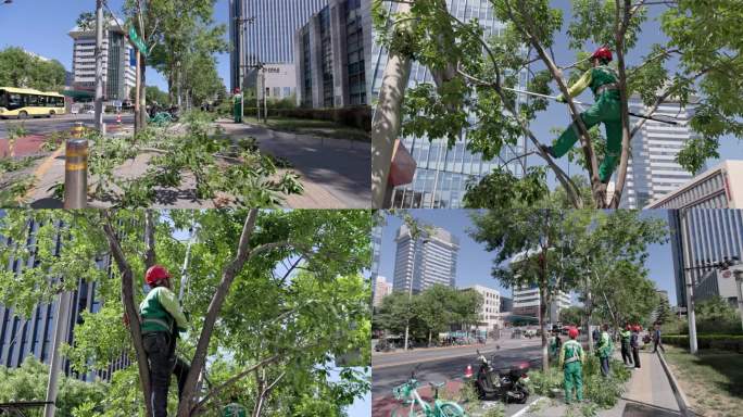 城市园林养护绿化工人修建树枝