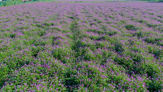 万亩连片大面积红花草种植紫云英