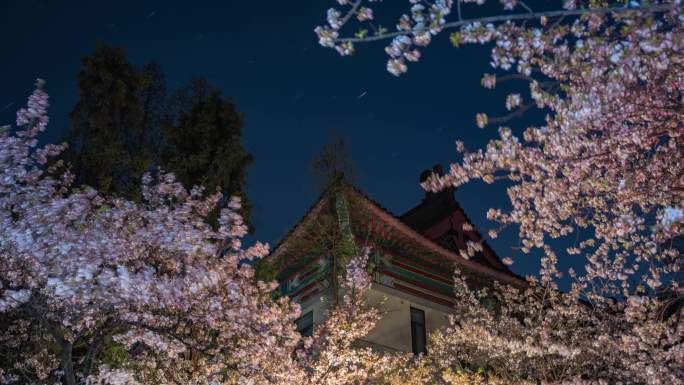 鸡鸣寺樱花星轨延时