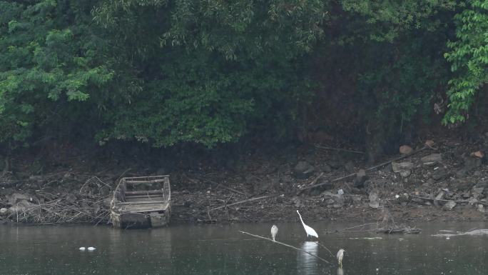 雨天白鹭在湖边觅食