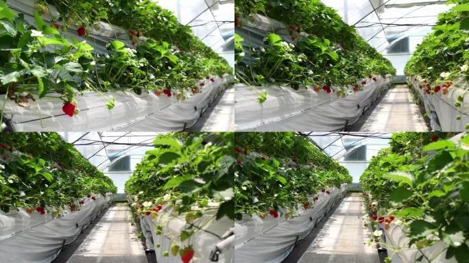 现代化塑料大棚草莓栽培，4K横屏